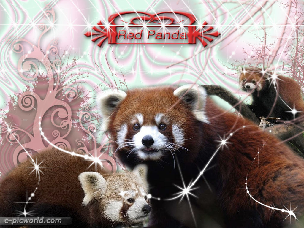 [red+panda+-+1.jpg]