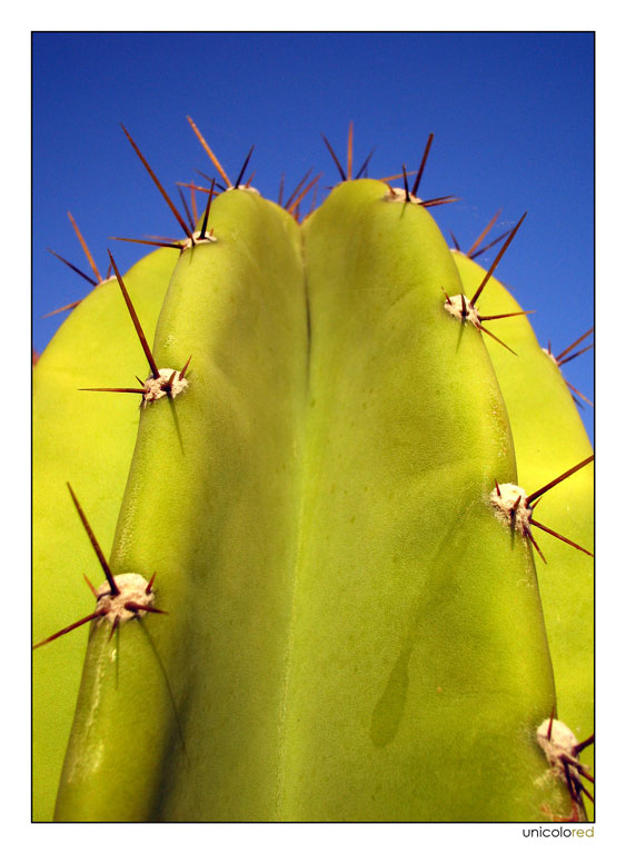 [cactus+3.jpg]