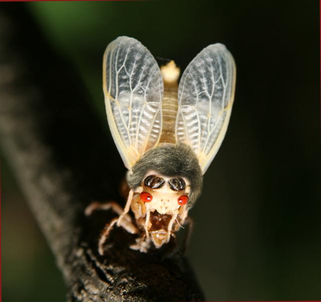 [cicada+loudoo+(Small).jpg]
