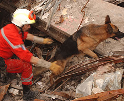 search and rescue dog on 9/11