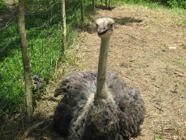 Ostrich in Maraag
