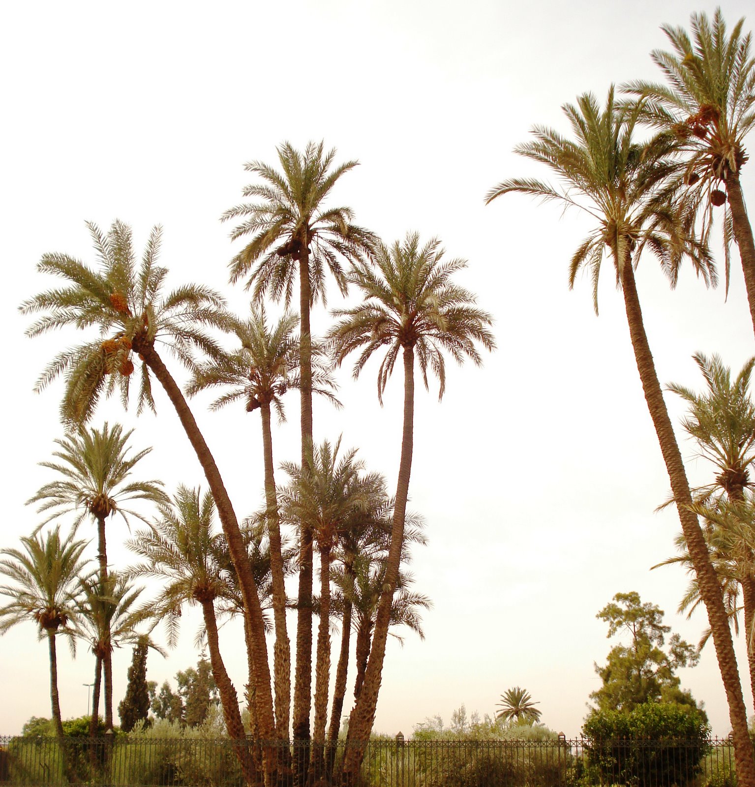 [palmiers.JPG]