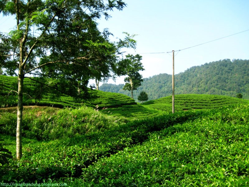 [Another+Tea+Plantation.jpg]