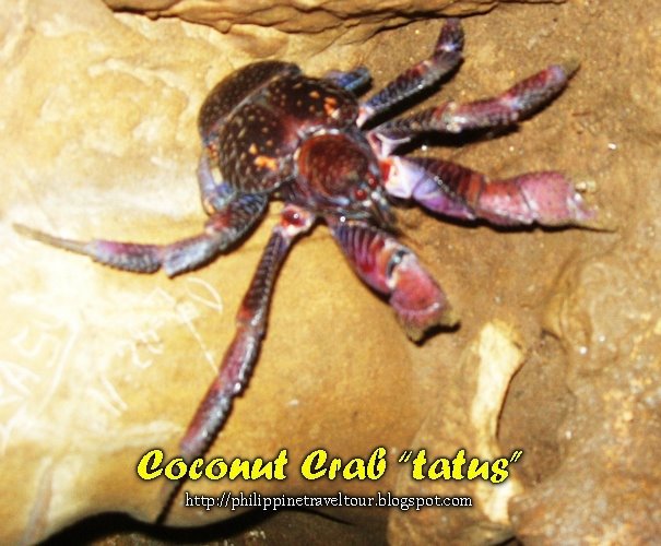 [Coconut+crab.jpg]