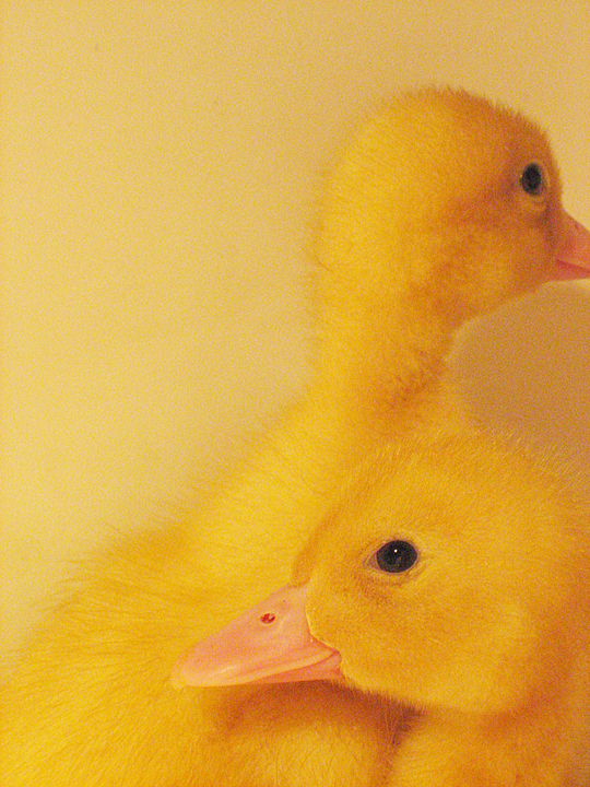 [duck.jpg]