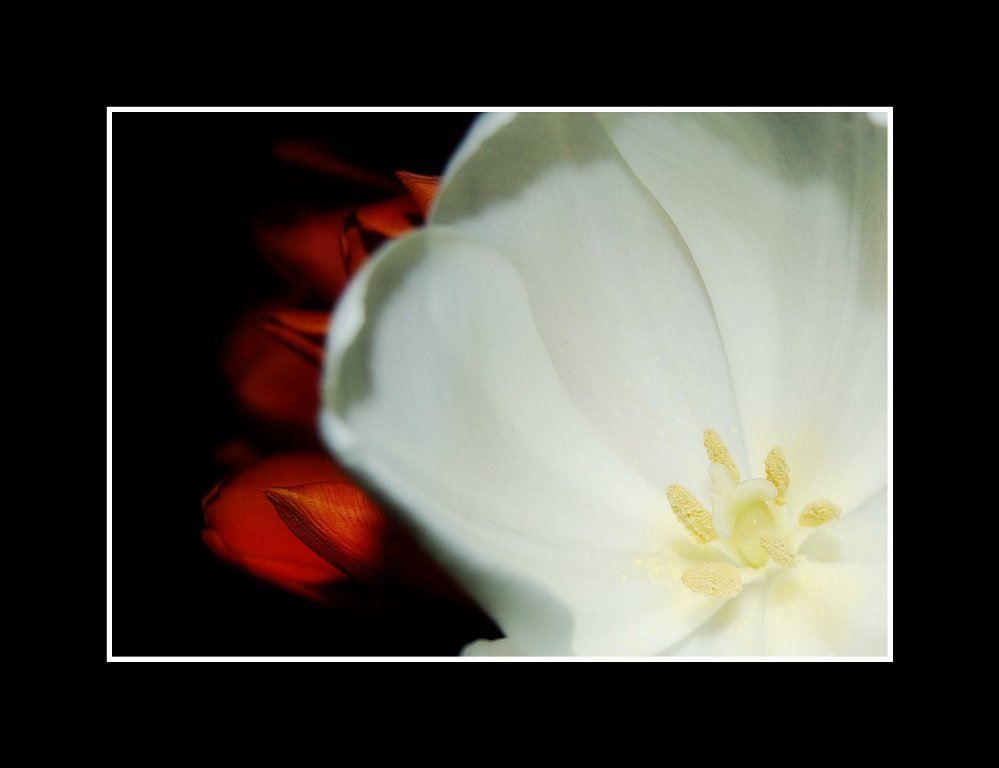 [tulip3.jpg]