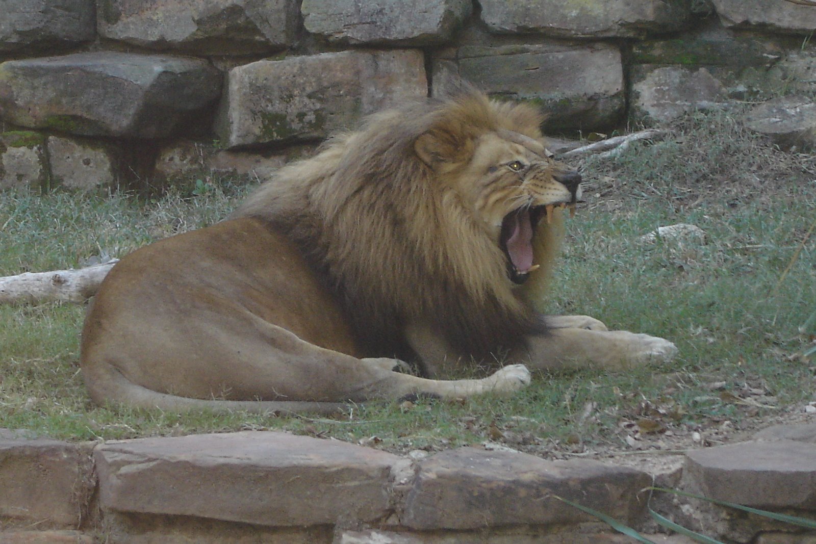 [Yawning+Lion.jpg]