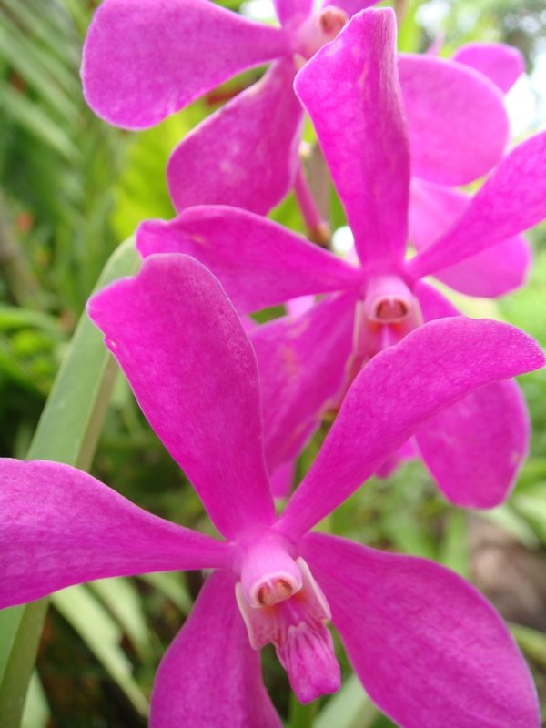 [orchidees.jpg]