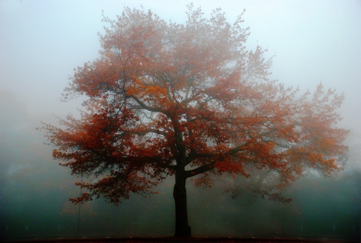 [red+tree+in+fog+a+00.jpg]