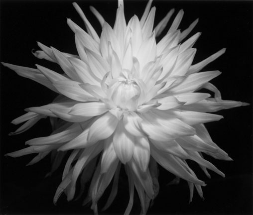 [White-Flower.jpg]