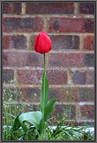 [tulip-brick-wall.jpg]