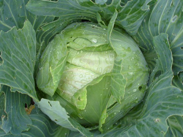 [cabbage.jpg]