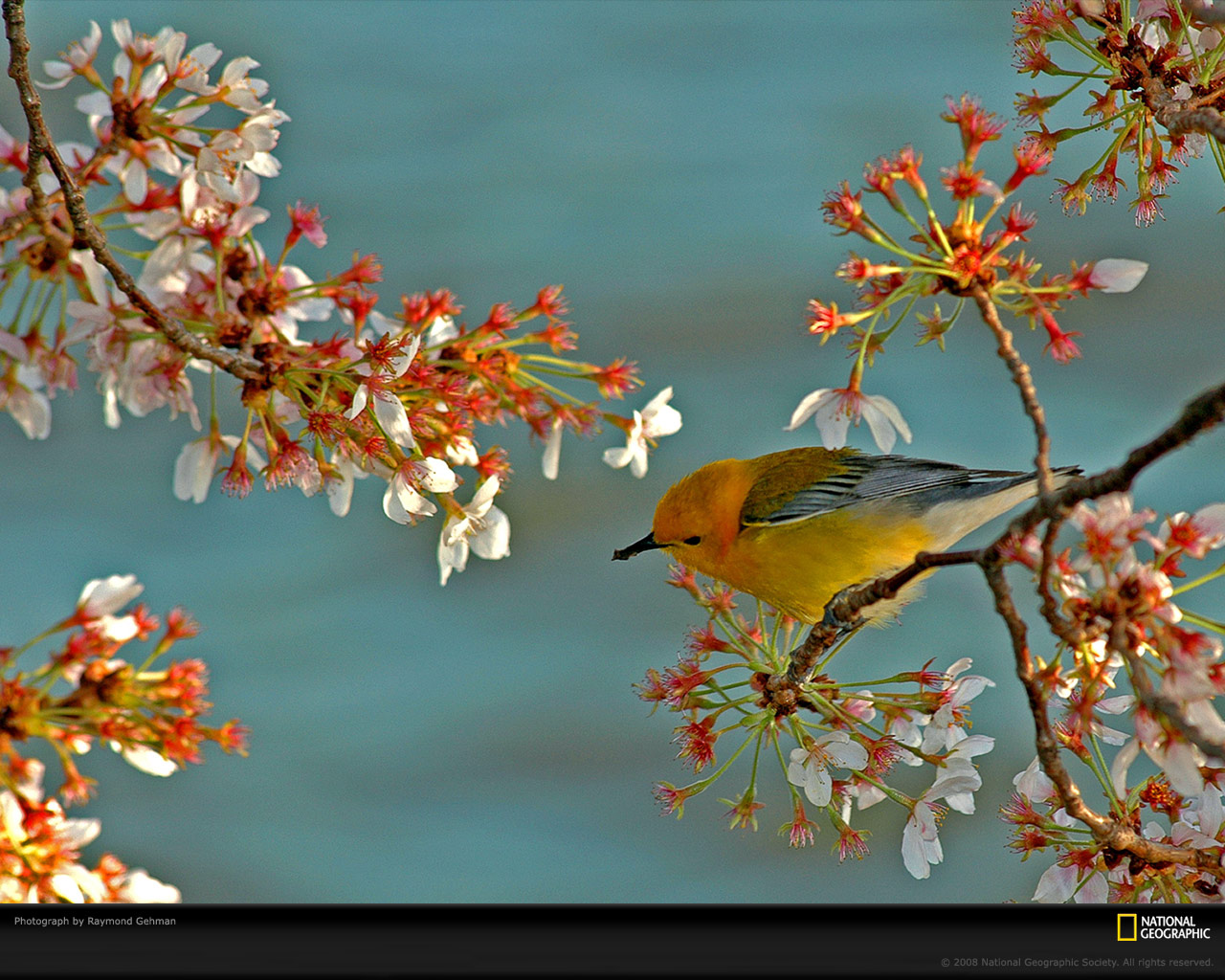 [warbler-cherry-blossom-branch-984187-xl.jpg]
