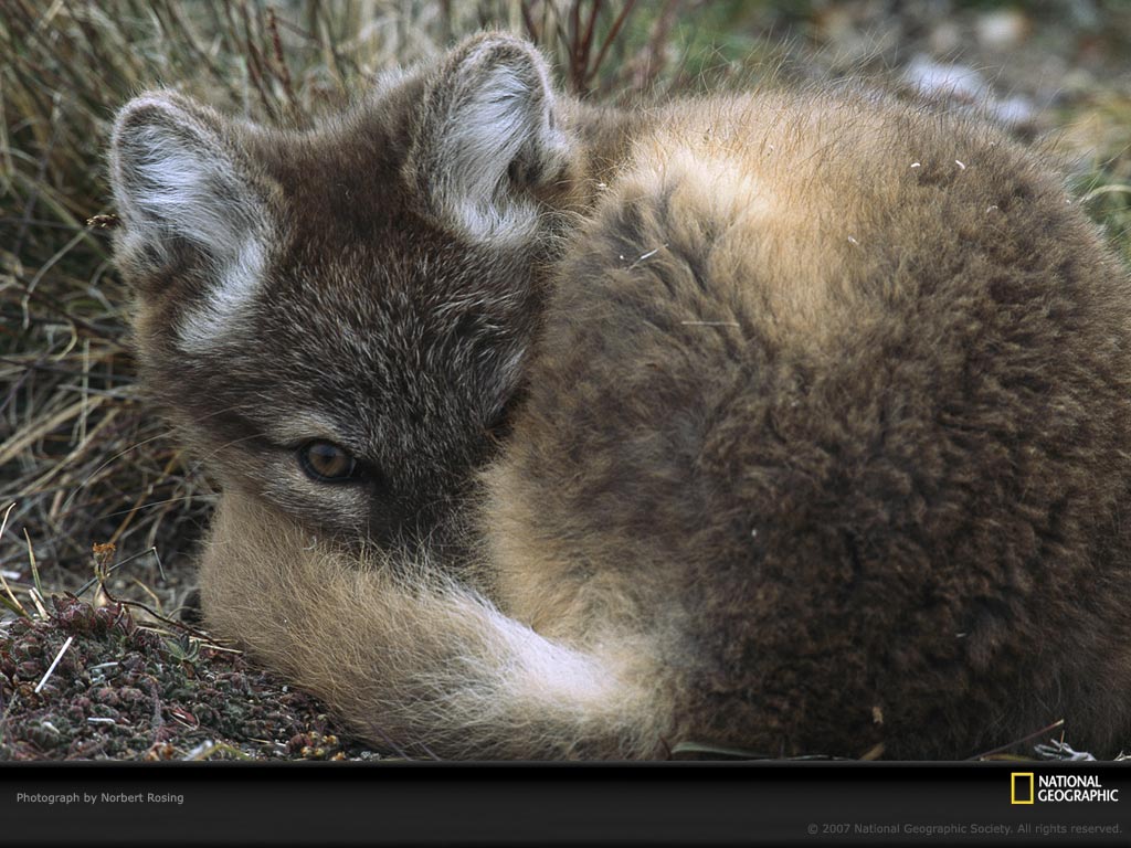 [arctic-fox-pup-canada-762529-lw.jpg]