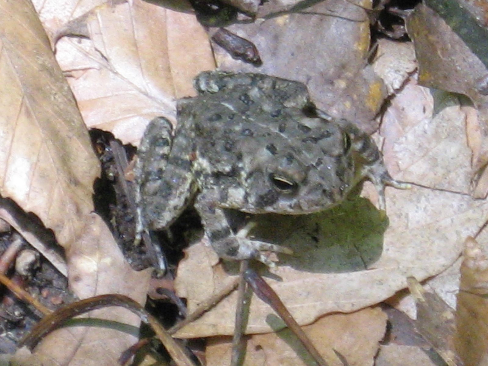 [small+toad.JPG]