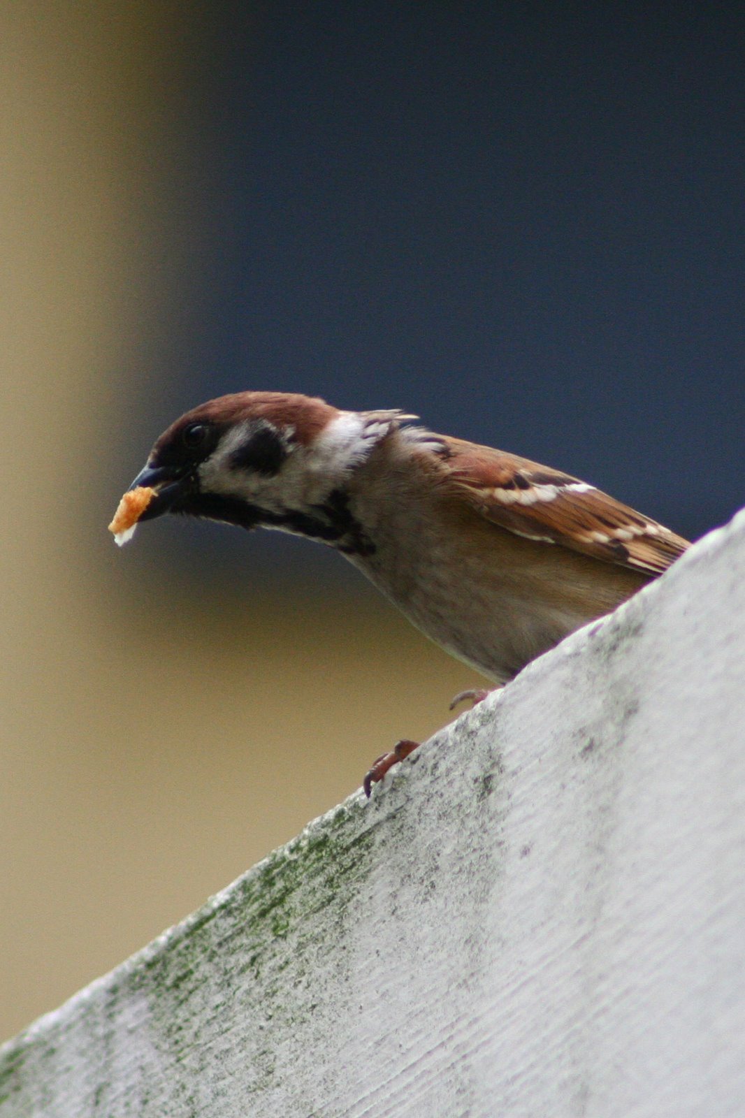 [sparrow.jpg]