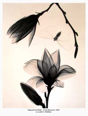 [16x20-Magnolia-and-Moth-3-Blossoms-2002-reduced_web.jpg]