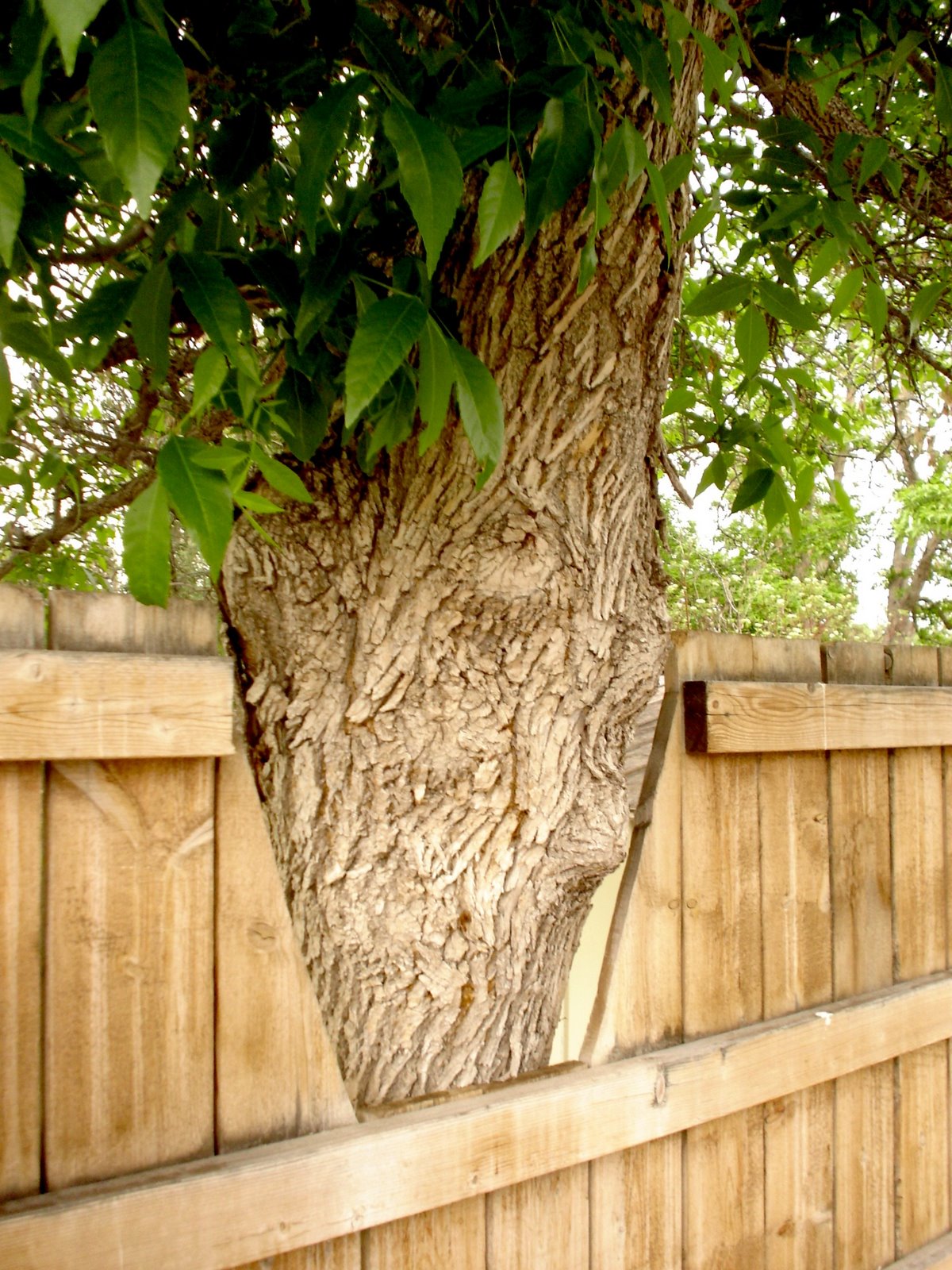 [4-Fence&Tree.JPG]