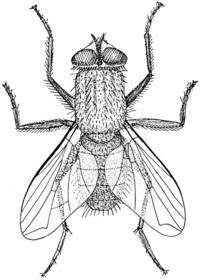 [200px-Musca_illustration.png]