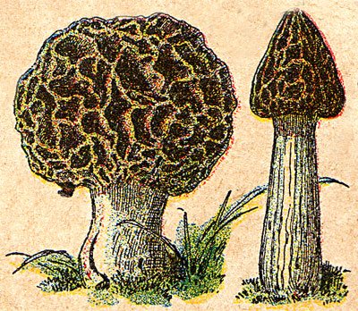 [pictures-of-mushrooms-4.jpg]