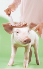 [frosting+on+the+pig.jpg]