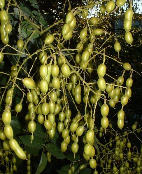[487px-Seed_pods.jpg]