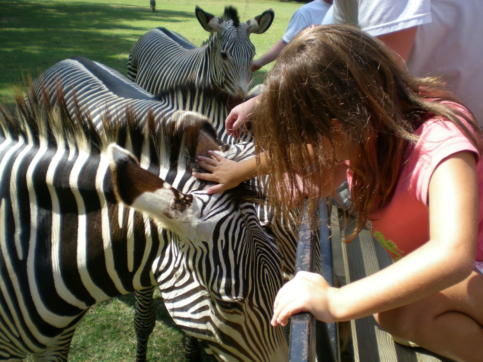[Lindsey+Pets+Zebra.jpg]