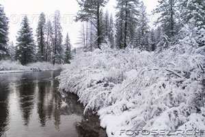 [snow-on-willow-bushes-in-winter-on-the-truckee-river-in-california-~-STV1812.jpg]