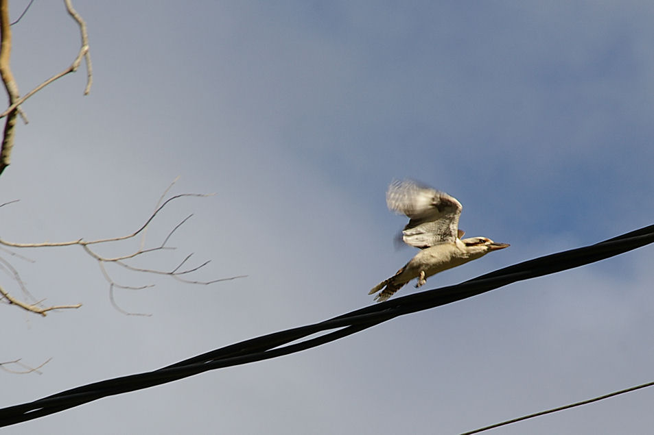 [Kookaburra+flying+off_sml.jpg]