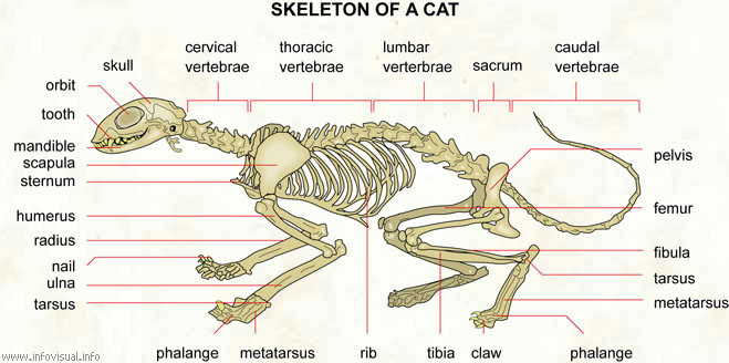 [067+Skeleton+of+a+cat.jpg]
