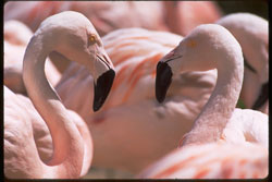 [flamingo_heart.jpg]