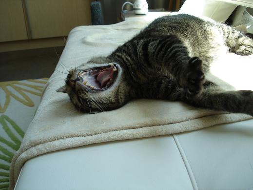 [gatsby+yawn.JPG]