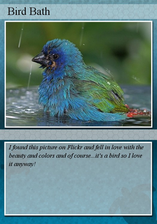 [birdbathtradingcard.jpg]