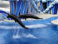 De dolfijnenshow