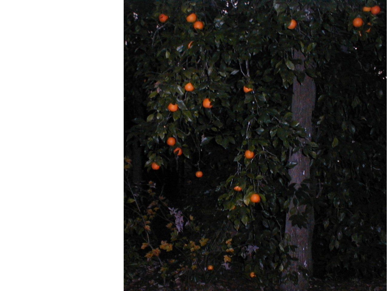 [orange+tree+2.JPG]