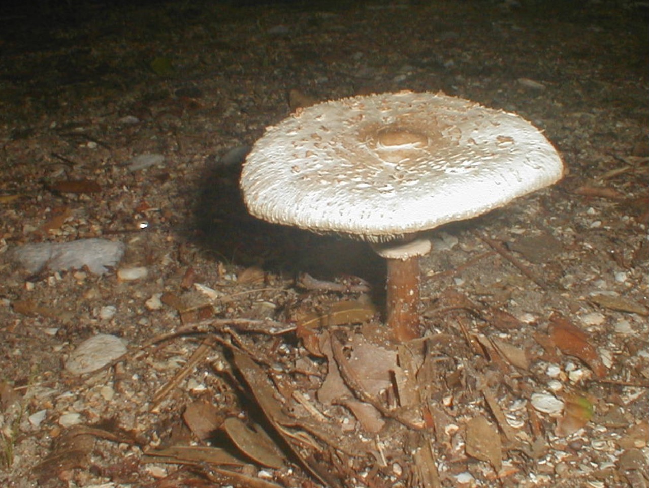 [mushroom+side+0608.JPG]