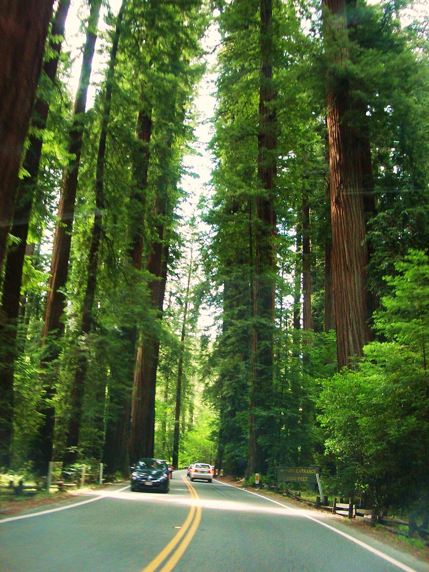 [redwoods.jpg]