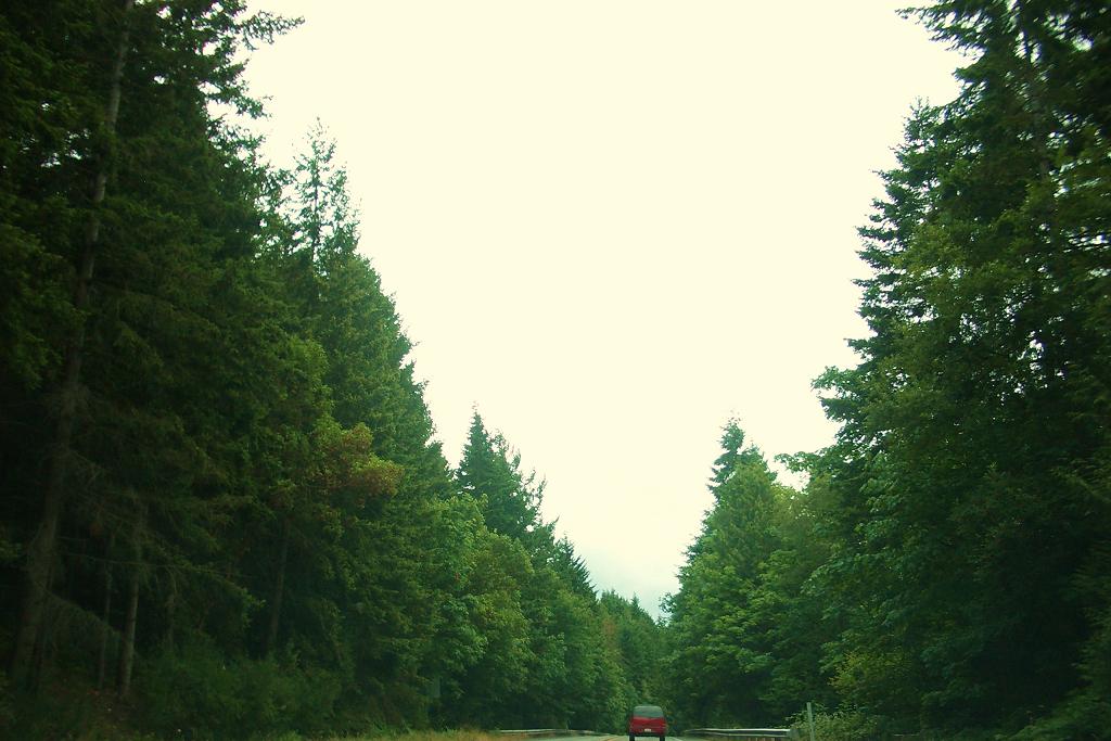 [red+car+green+forest.jpg]