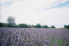Lavender outside Apt