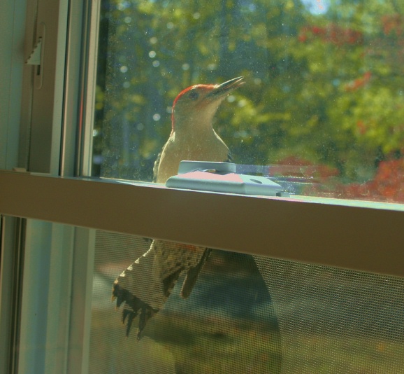 [woodpecker+at+the+window+1a.jpg]