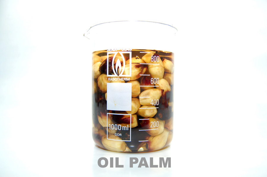 [oil+palm.jpg]