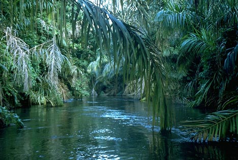[River+Jungle.jpg]