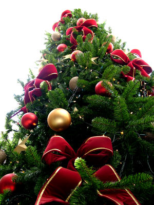 [300px-Christmas_tree_sxc_hu.jpg]