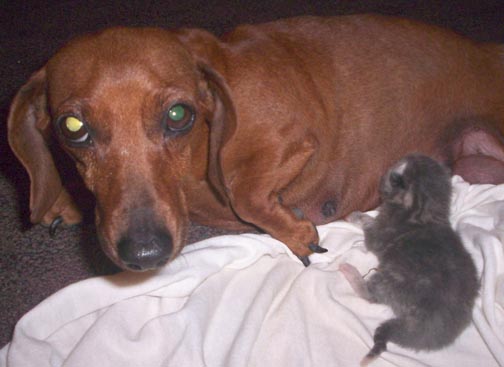 [doxie+and+kitty.jpeg]