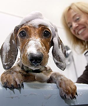 [bath+dachshund.jpeg]
