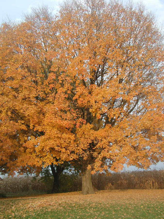 [Fall+Tree.jpg]