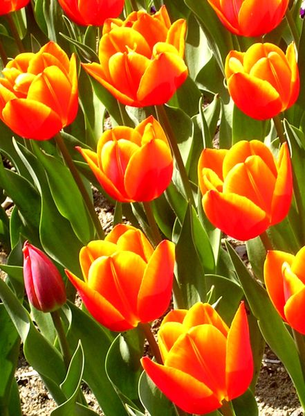 [441px-Red_and_yellow_tulips.jpg]