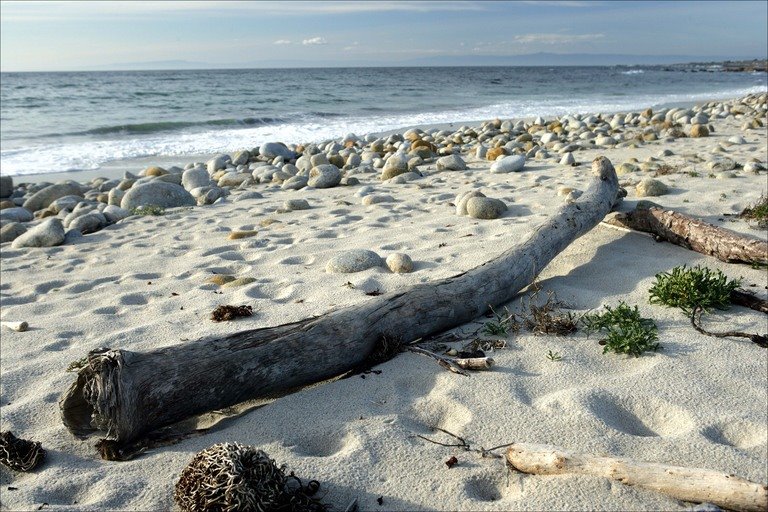 [pebble+beach+driftwood.jpg]
