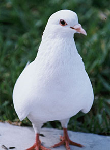 [pigeon+albino.jpg]