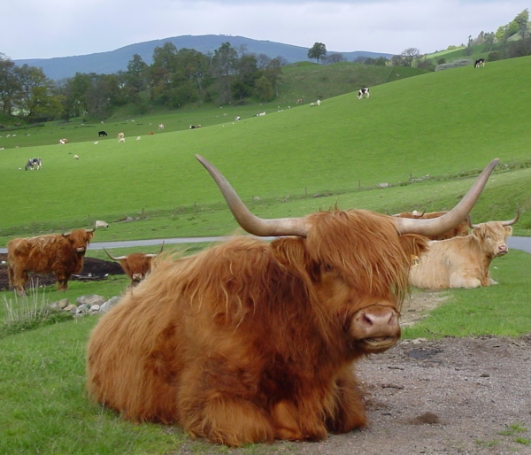 [Highland+Cows.jpg]
